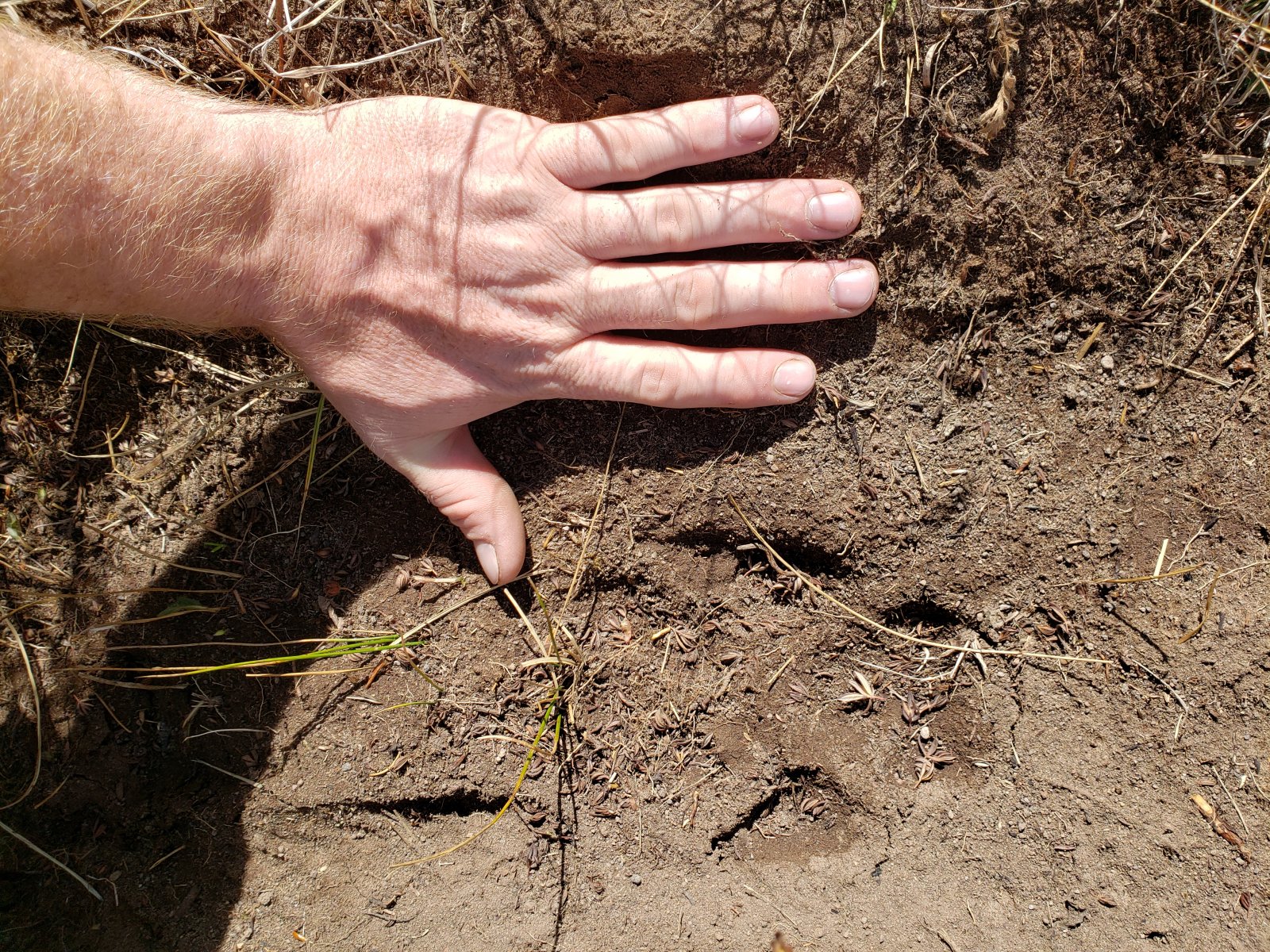 My brother's hand for reference... he's 6'2". Saw a number of prints throughout the area.