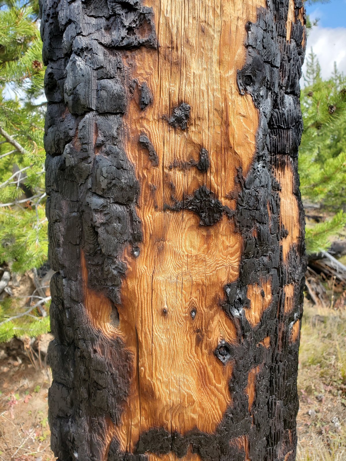 My brother is a carpenter and manages to get some of the strangest - but
 also beautiful - pictures of wood grain along our routes. (Probably 50%
 of his shots are close ups of trees.)