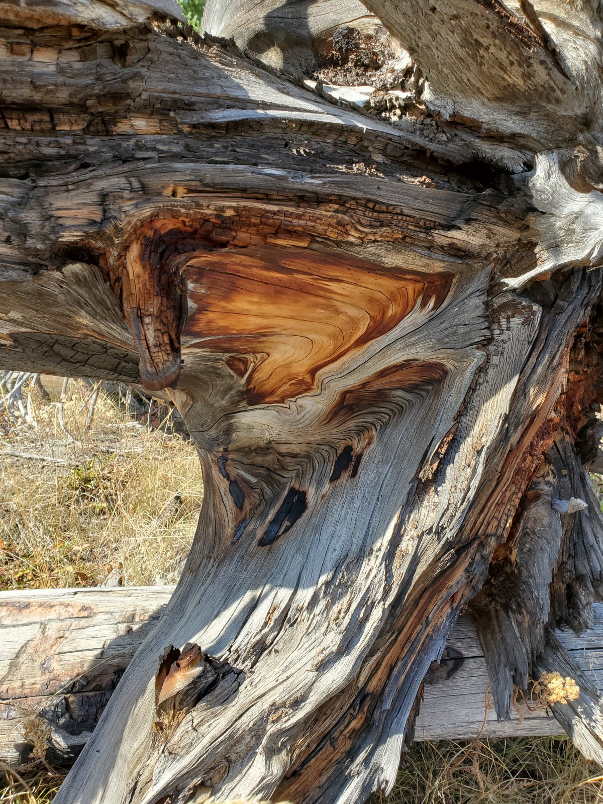 Another tree close-up, courtesy of my brother.