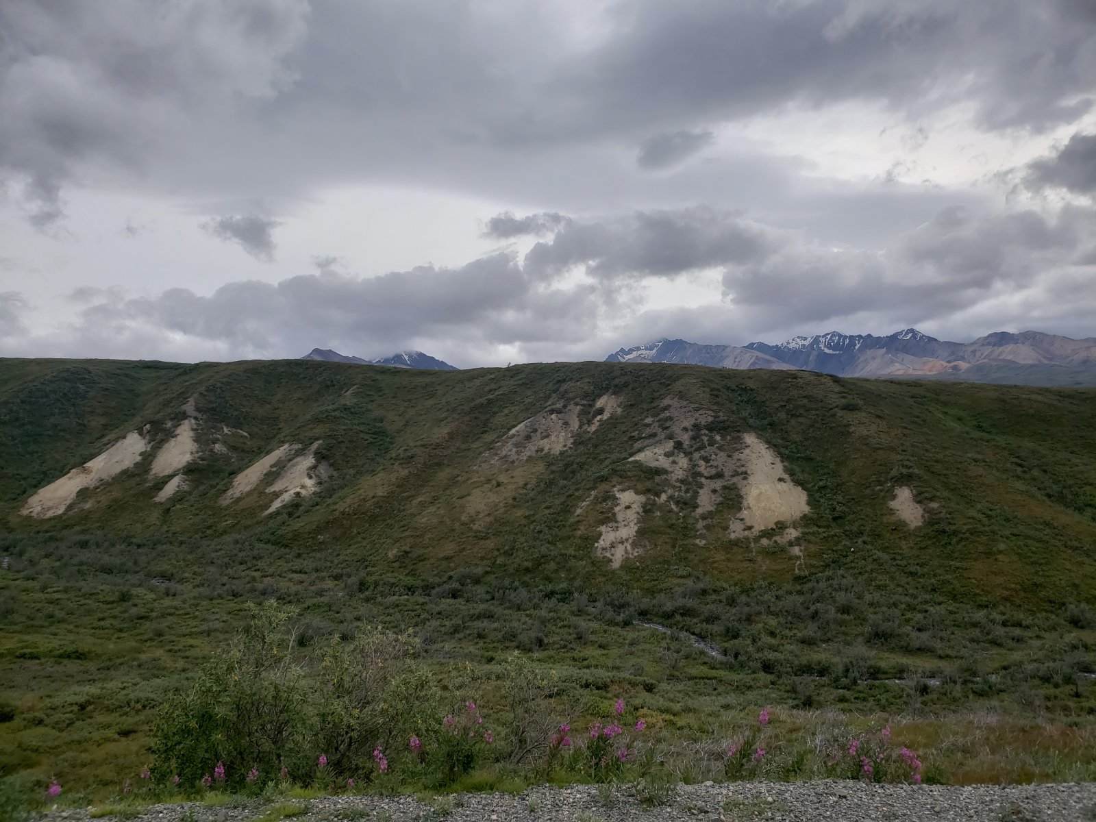 Not a great picture, but we did see a few grizzlies on our bus ride. We 
watched a mother grizzly (light colored dot in picture below) with two 
cubs for quite a while. (This was my brother's first grizzly sighting 
ever.)