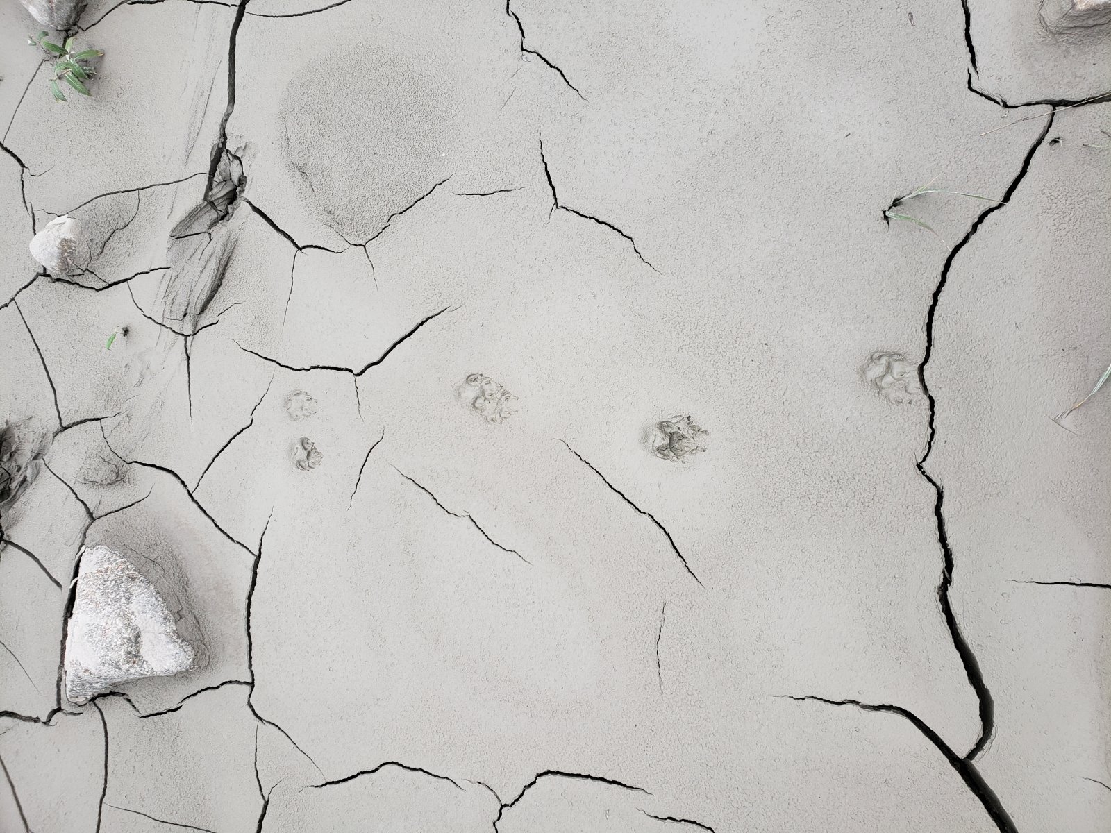 Our first night campsite was in a beautiful flat meadow before the 
Toklat River's upper west branch fragmented further - the following day 
we would follow the western path. (Right side of the first picture 
below.)