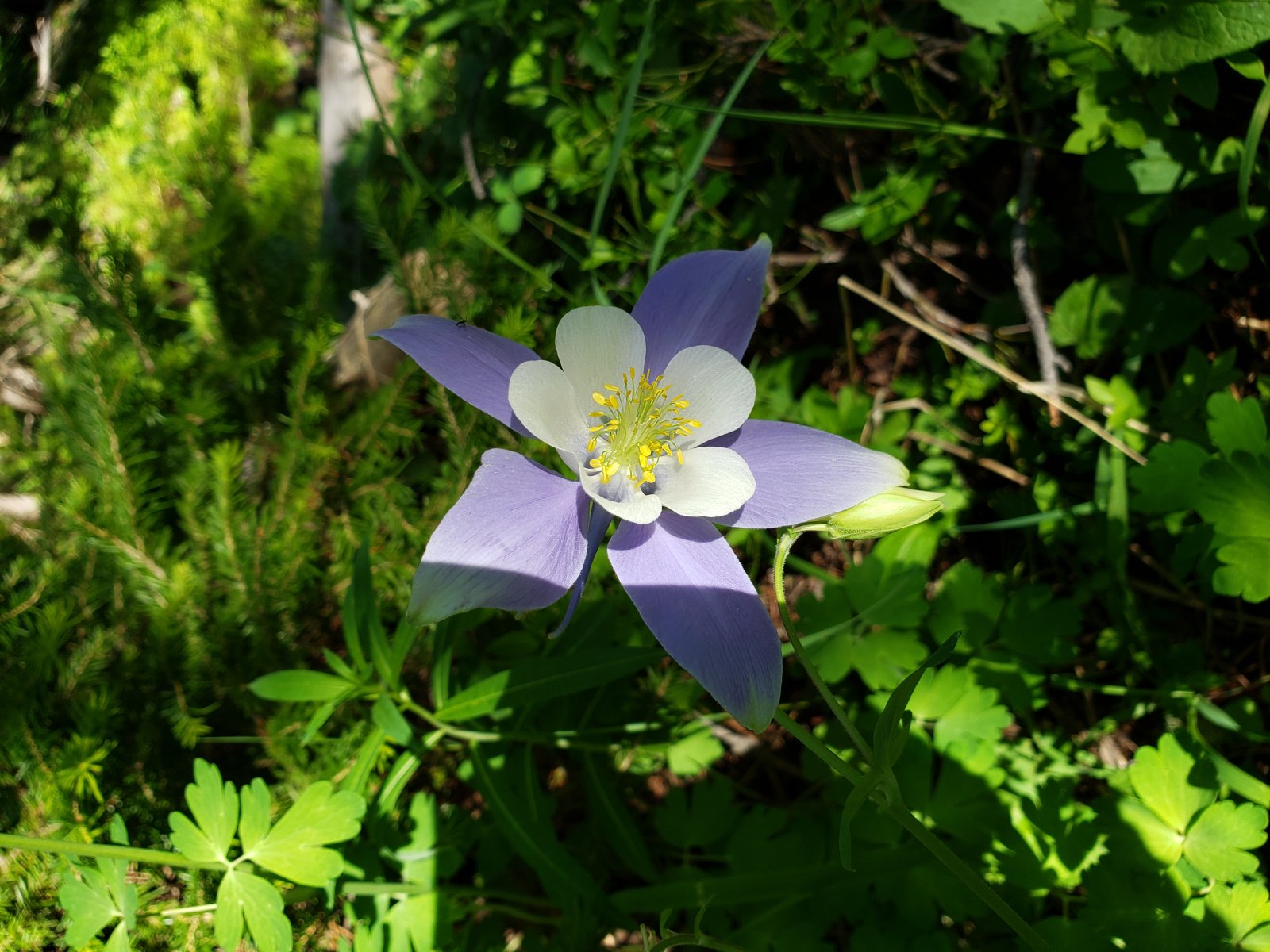 I believe large sections of the area pictured below were burned. When the area reopens, I'd like to get a comparison picture.