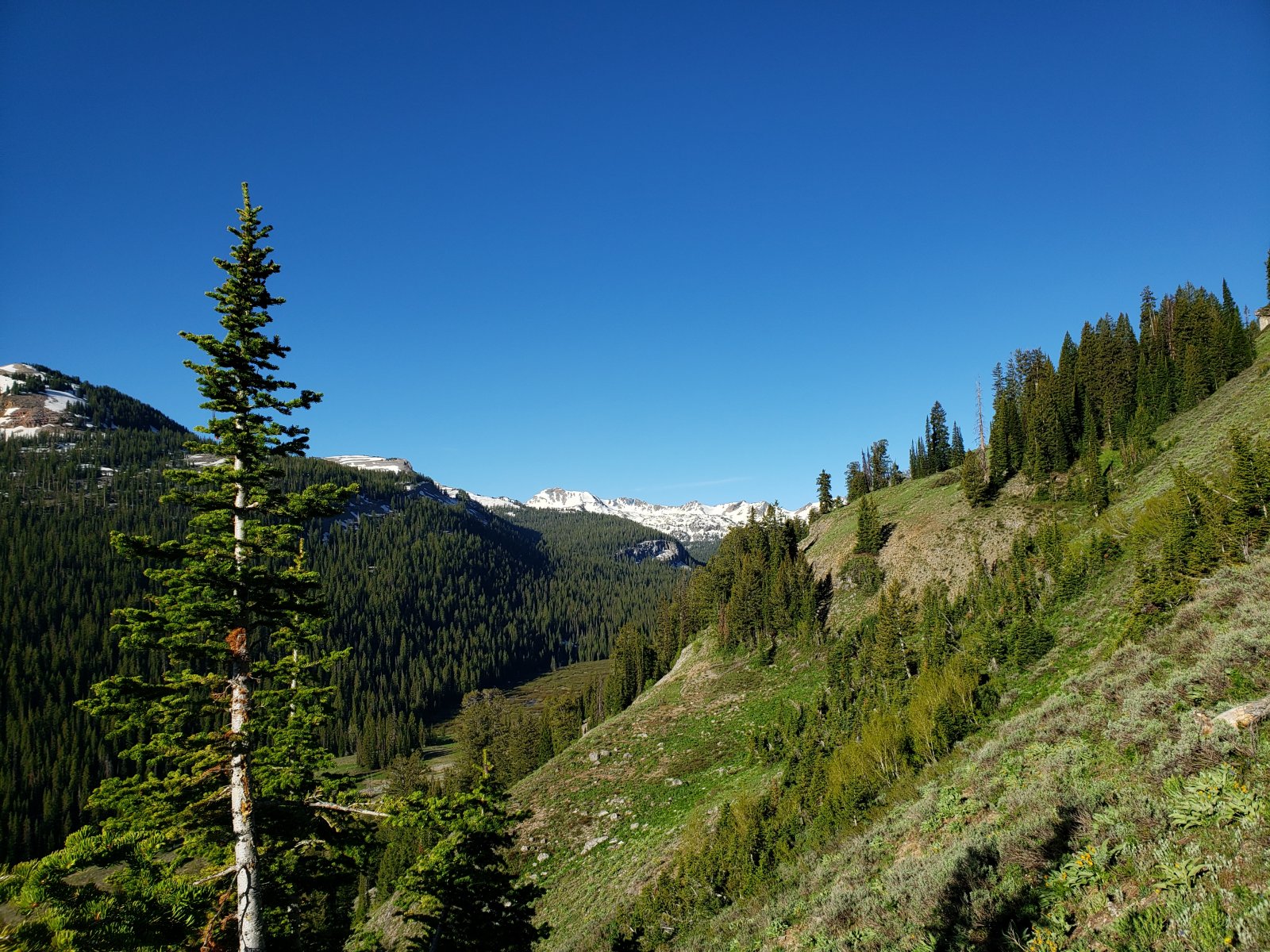 Even at almost 10,000', this side of the range was mostly snow-free - 
except in areas of persistent shade. (Based on satellite photos, this 
area was still predominantly covered in snow only a week prior.)