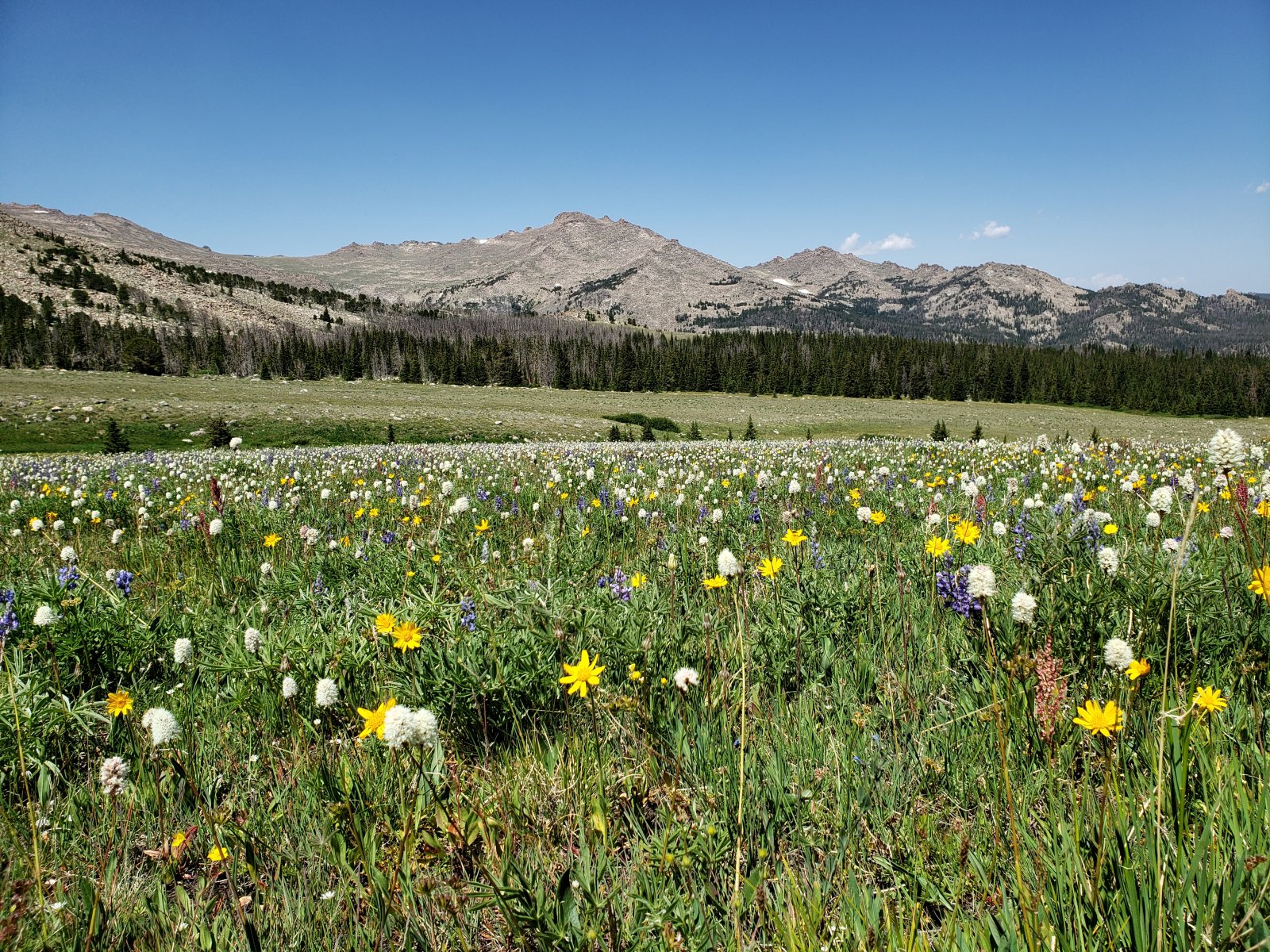 After descending a bit through a small burn scar, the trail passes a 
number of very nice lakes (Phillips, Double, Star, Honeymoon). When I 
was returning on Day 3 the fish at Double Lake were incredibly active - I
 wished I'd had my rod and a little more time.