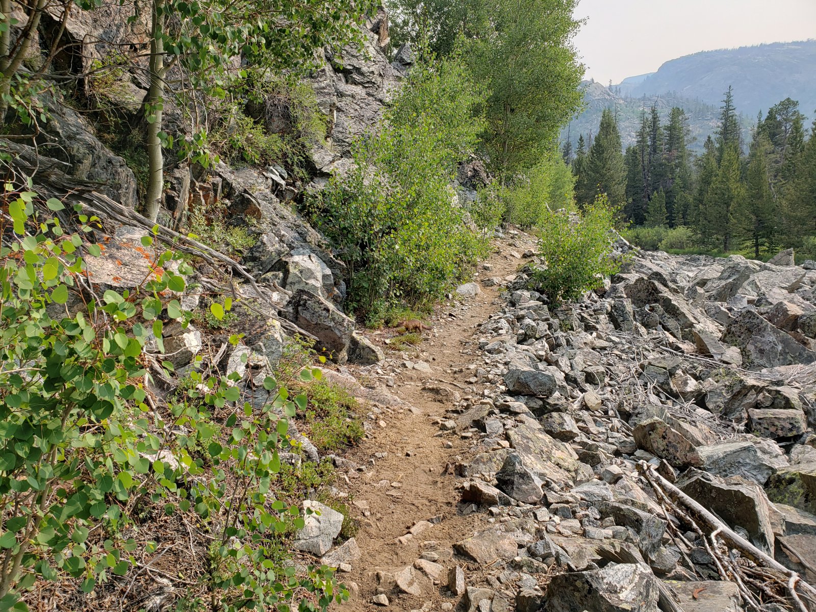 Had a weasel cross my path as I continued down the trail - it's been a while since 
I've seen any mustelids on trail so it was a pleasant surprise.