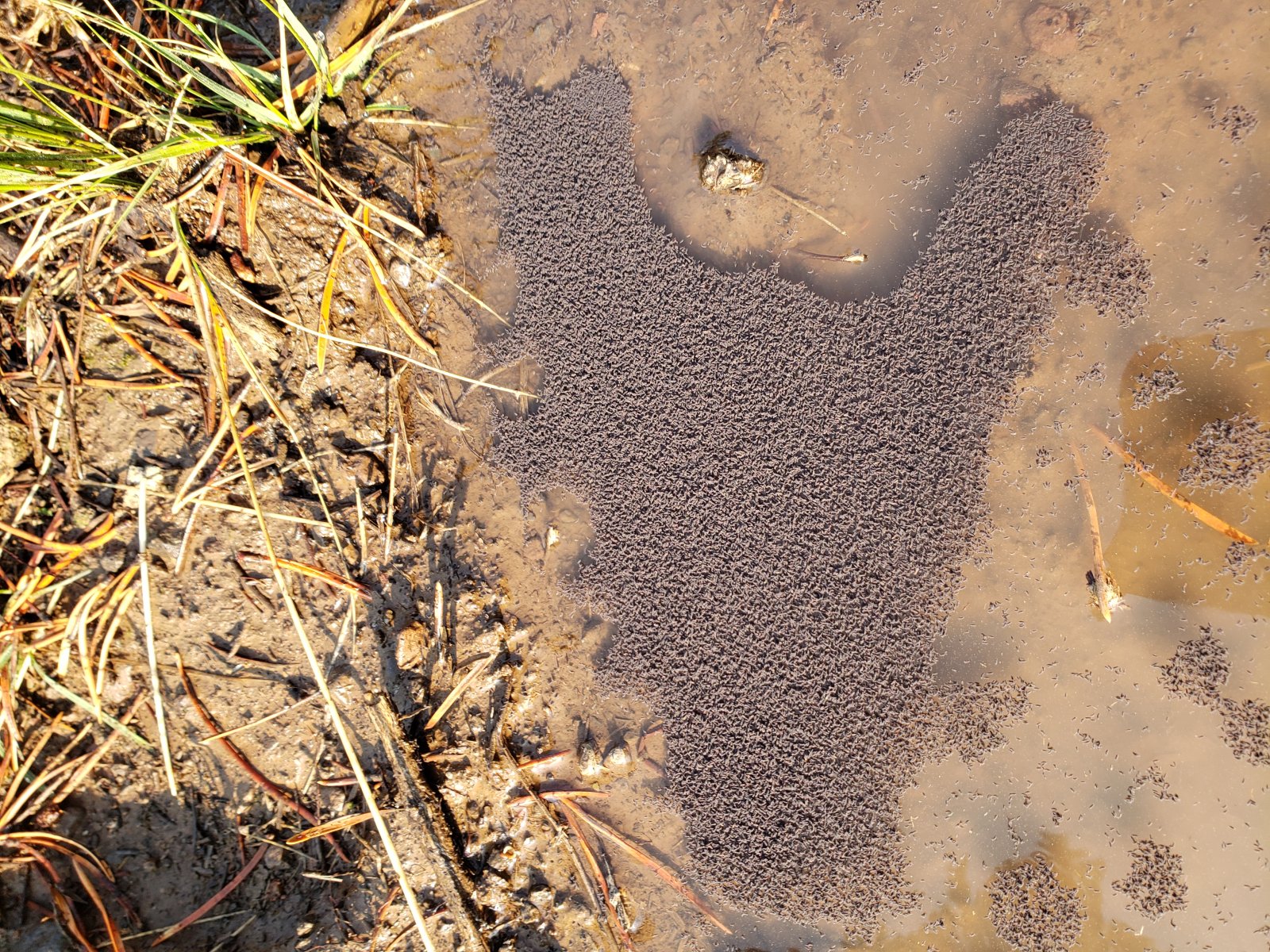 Some early overnight rain had millions upon millions of small 
springtails gathering in the collected water along the trail. It was 
fascinating to see these masses of life all along the trail - they 
almost looked like oil slicks in the distance.