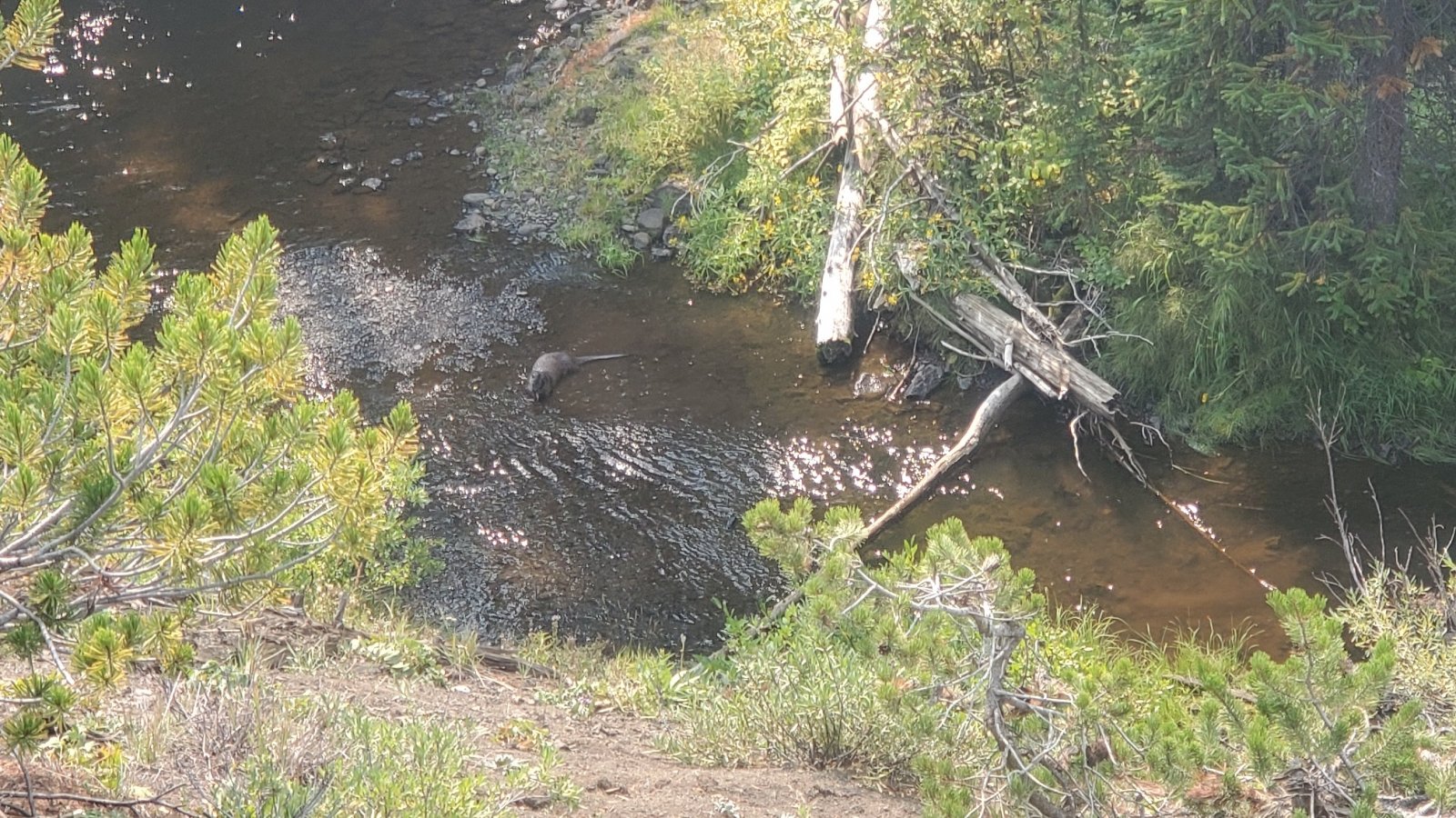 Zoomed in photo. A little hard to make out, but he's eating a 
freshly-caught fish. We sat and watched him fish for half an hour or so.