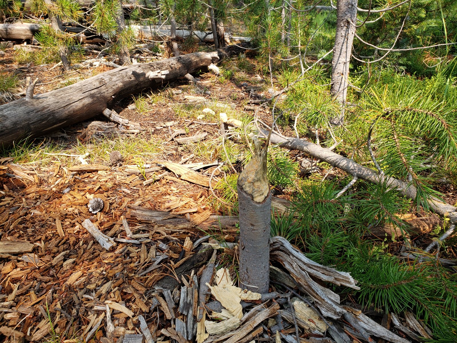 Trip photo from 009965