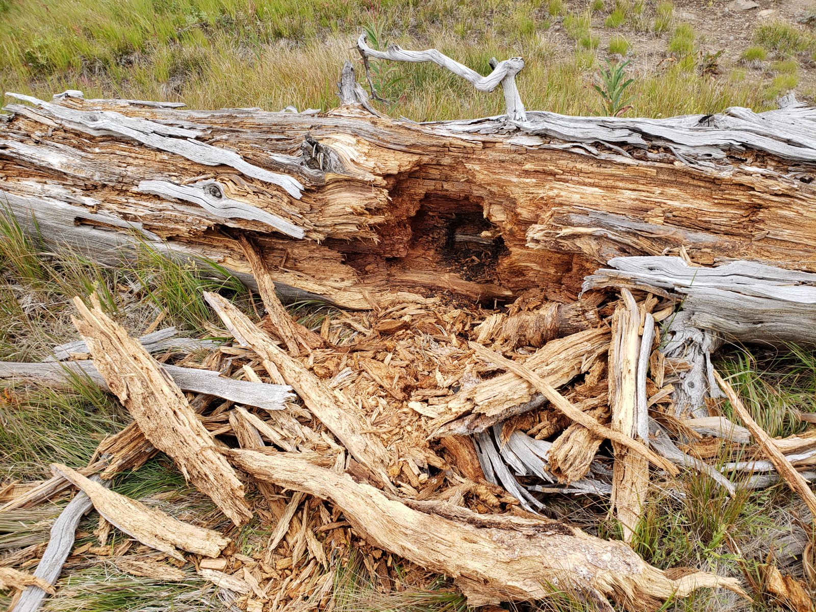It looks like some bear had made quite the meal out of a good sized termite nest.