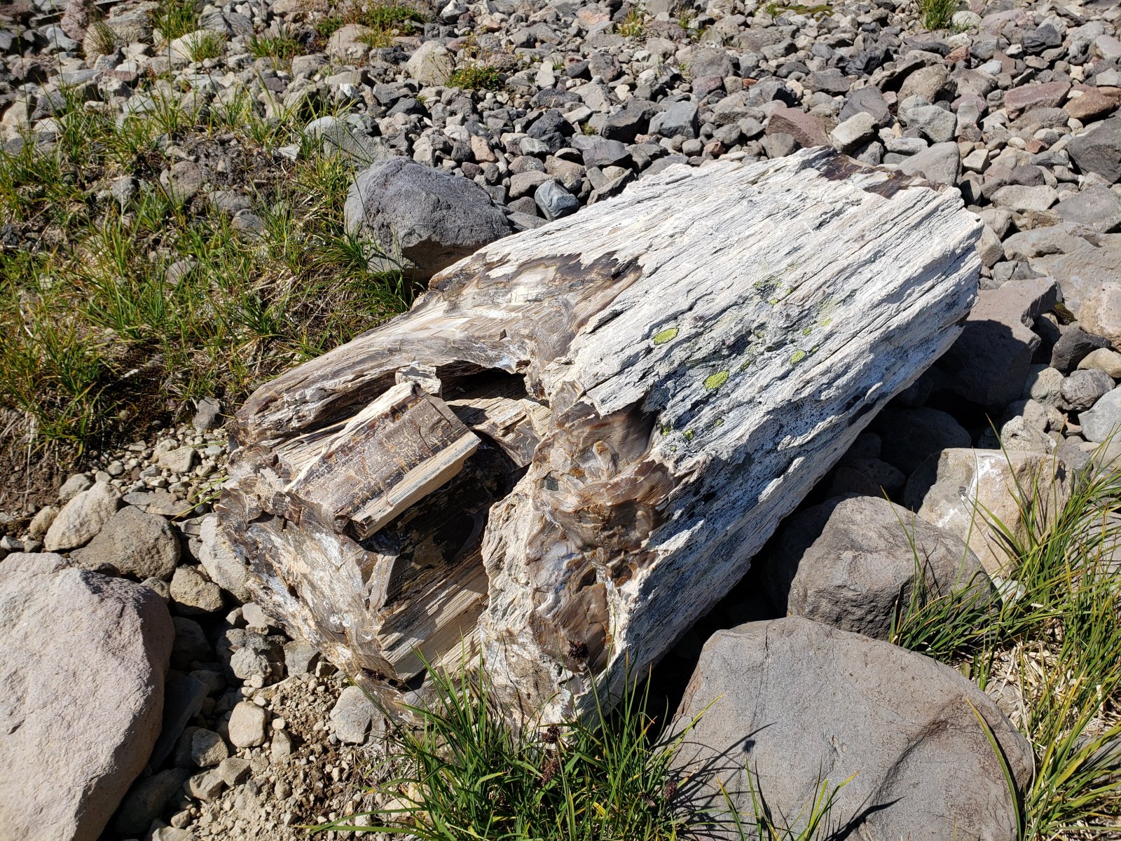 We found an enormous piece of petrified wood - we could trace it clearly
 up the hillside via smaller fragments to a sheer cliff. I did a little 
poking around for another large piece it could have separated from, but 
didn't have any luck.