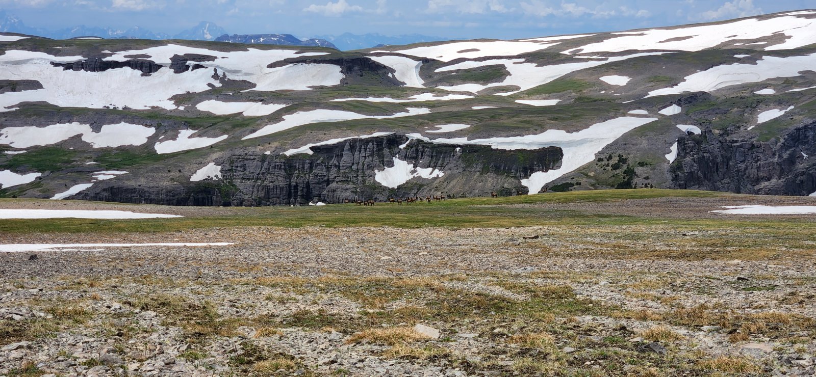 Throughout the trip there were sizeable herds of elk above treeline - 
they were skittish and would quickly race to the next ridgeline to 
monitor our approach.