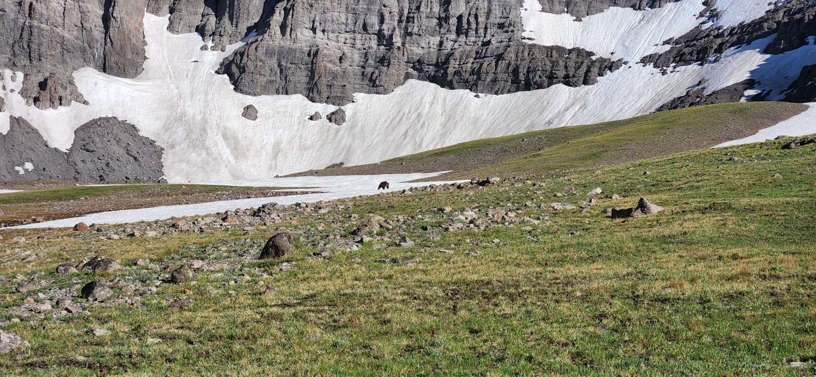 The large boar ambling away from us.