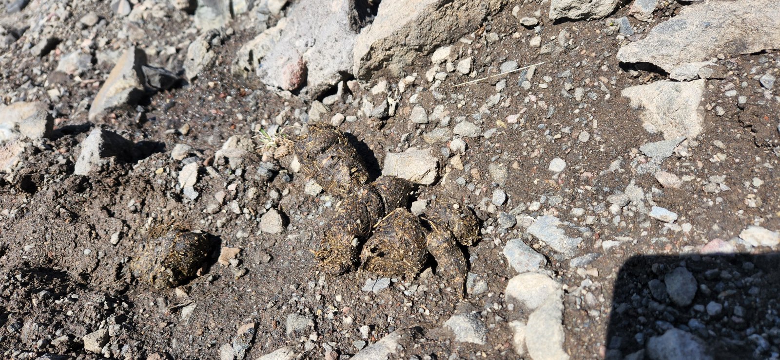 Bear scat barely 20' down from the summit - those bears sure can climb. Found a few more piles along the way down.
