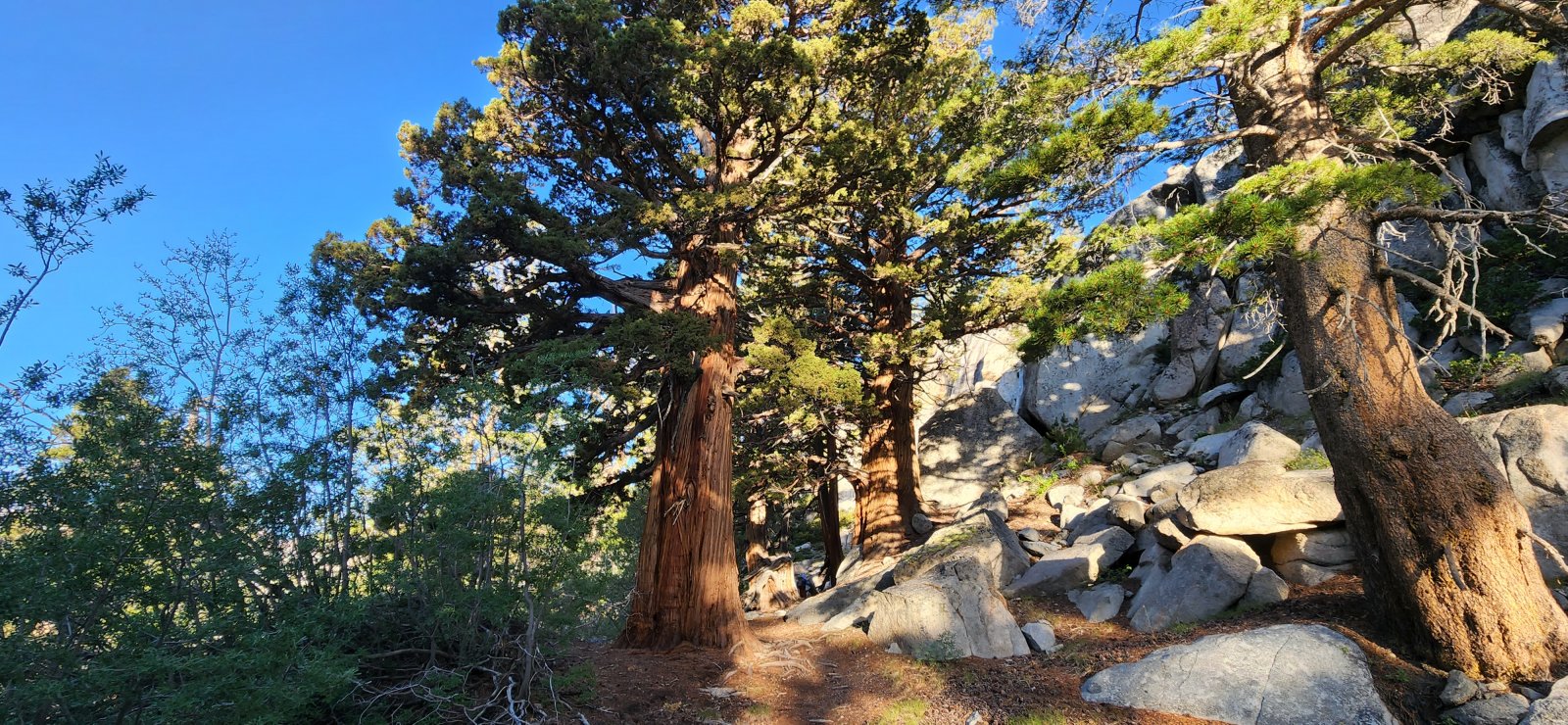 The trees out in California consistently impress me - nothing like these in the Rockies.