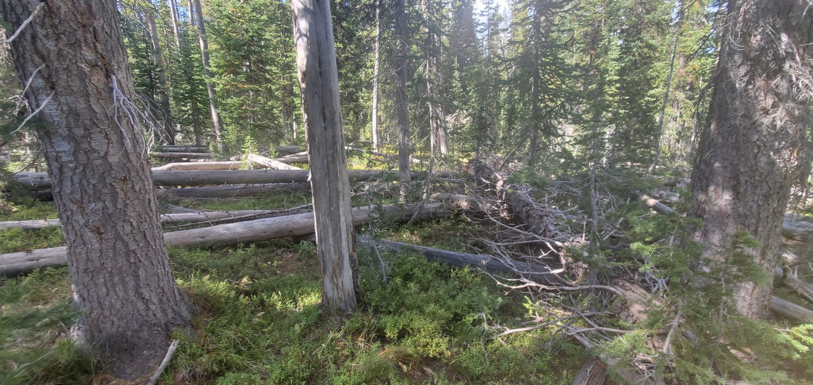 Once beyond the boulder field we had two options: a) deadfall; or