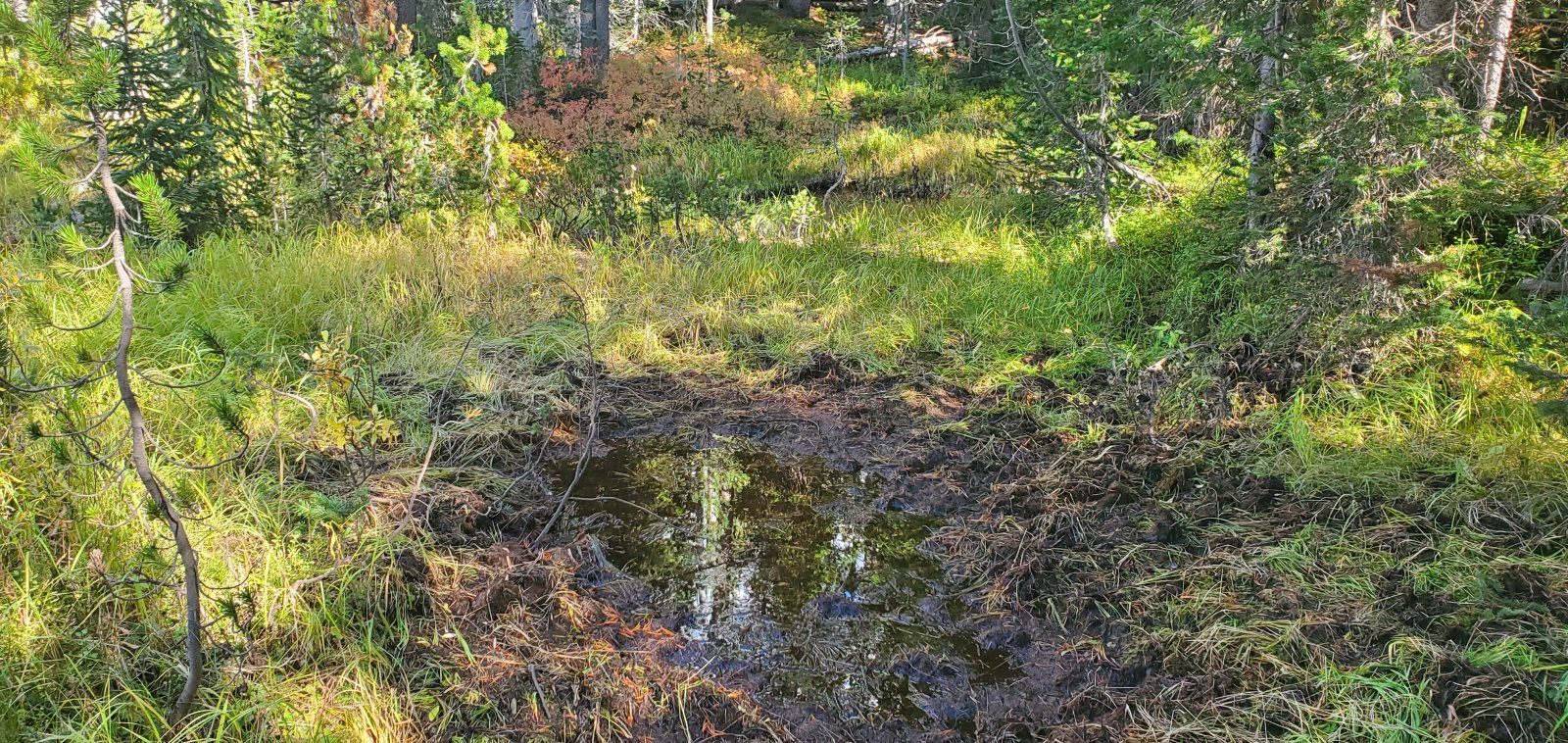 b) marsh. Much slower going than the AM, but it didn't last too long.