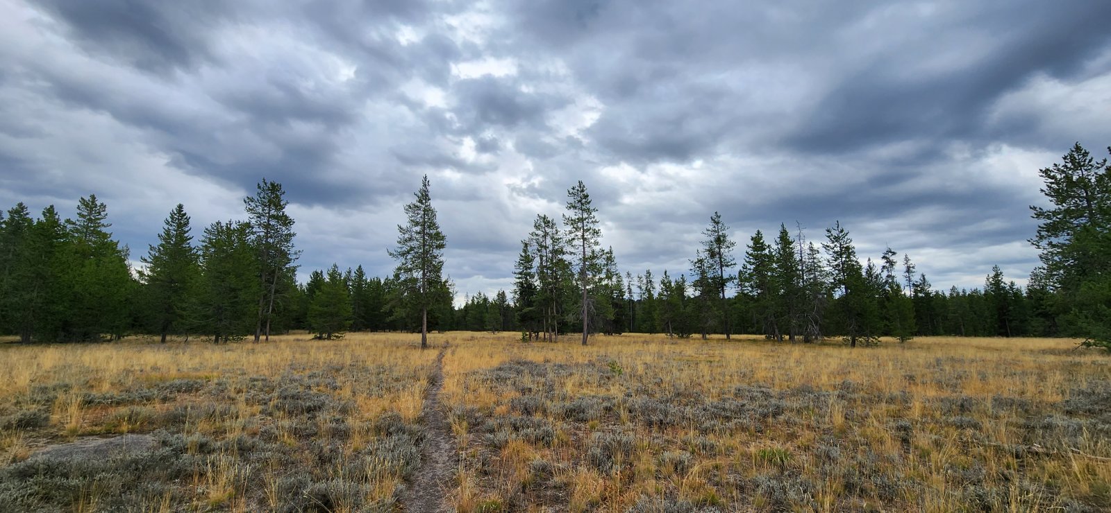 As we made our way up Mountain Ash Creek we got our first (and only) large mammal sighting of the trip. A moose was grazing peacefully on the far side of a small meadow.