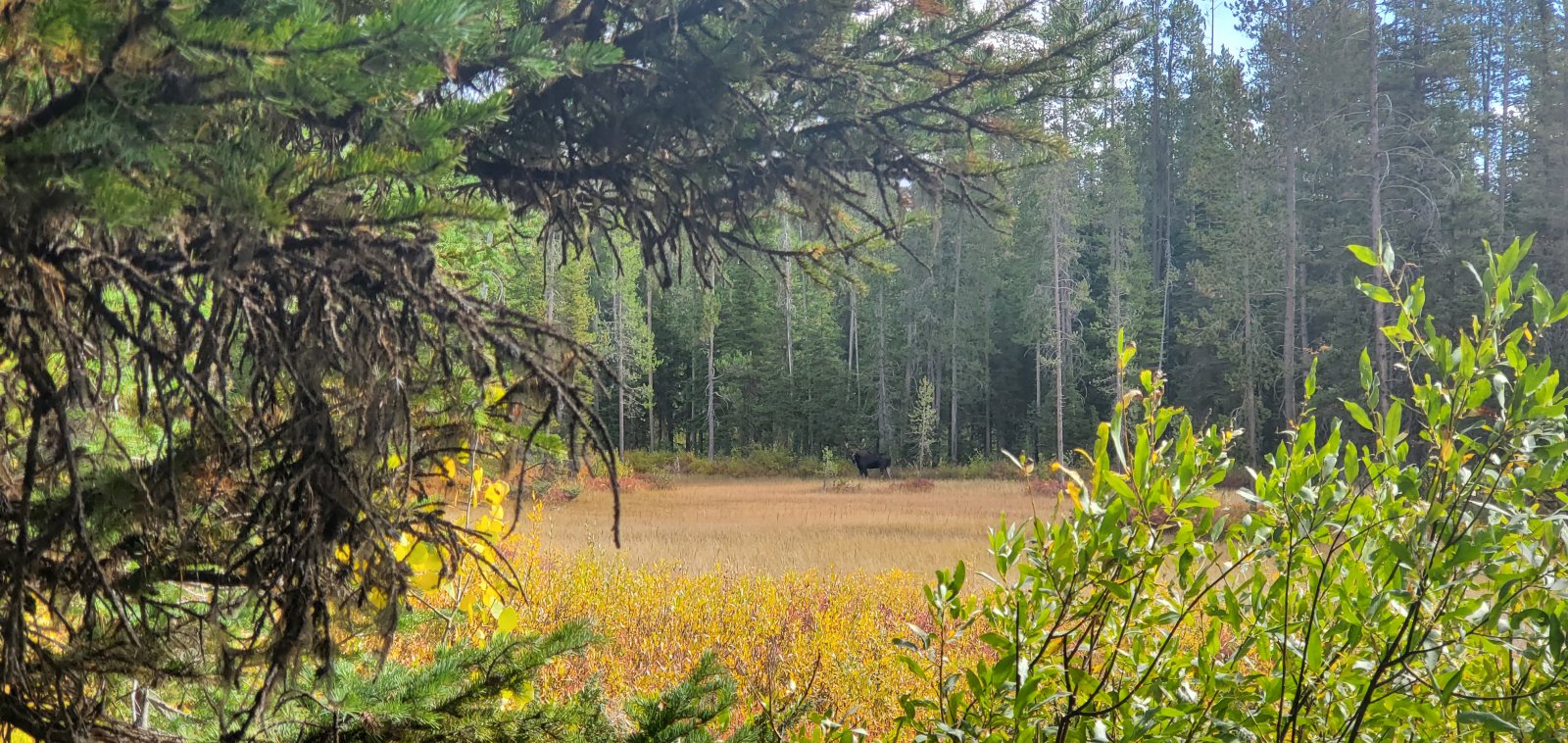 As we made our way up Mountain Ash Creek we got our first (and only) large mammal sighting of the trip. A moose was grazing peacefully on the far side of a small meadow.