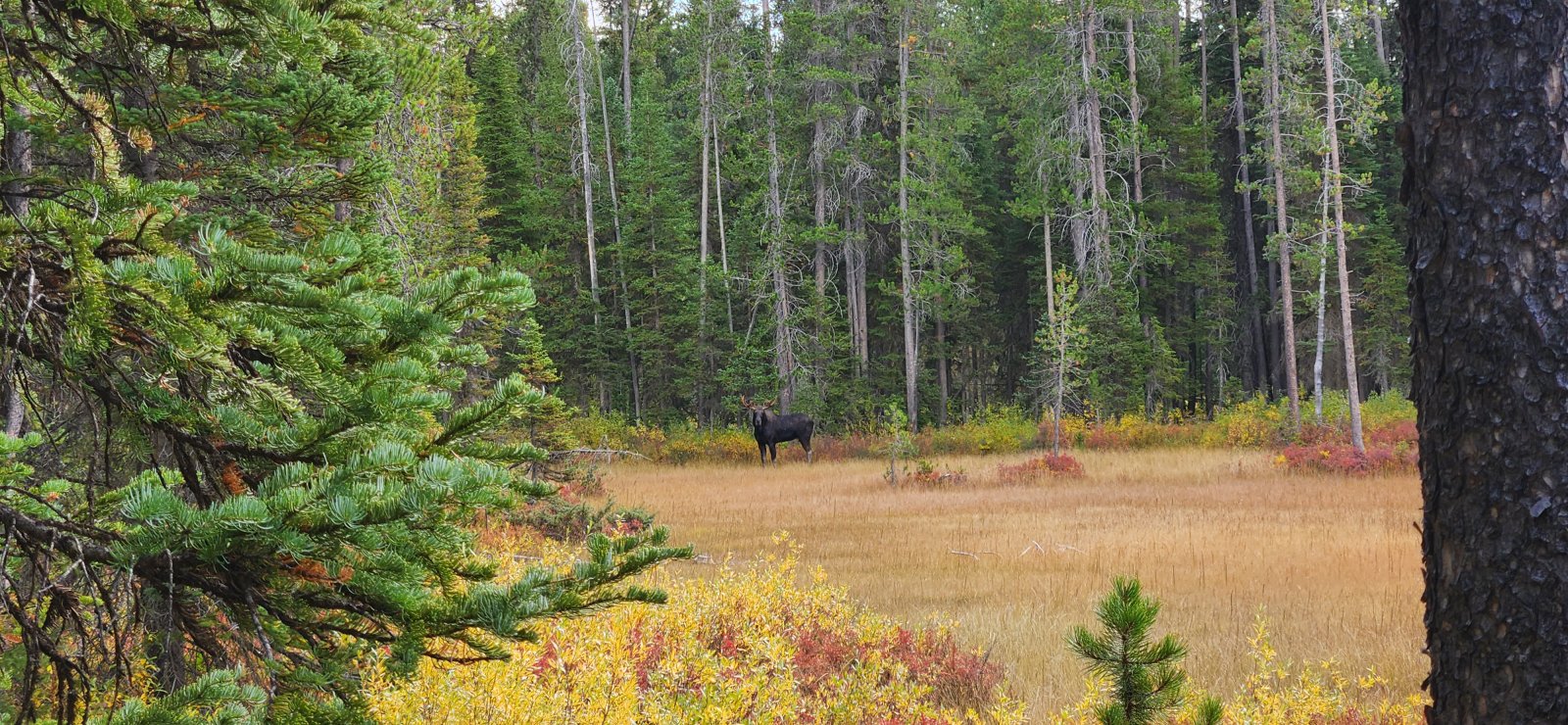 We watched him for a bit, but once he took notice of us he seemed a bit perturbed so we moved on.
