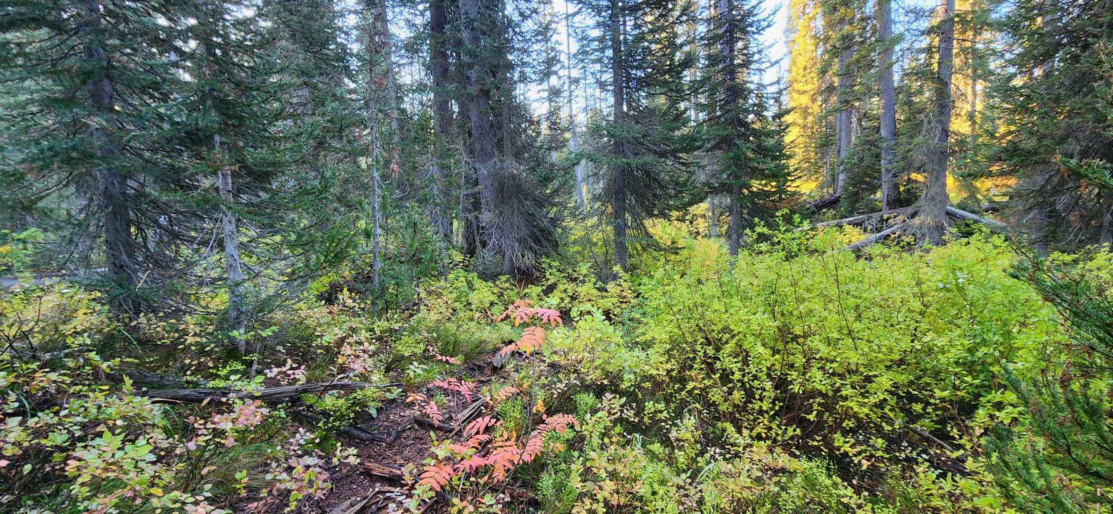 Overnight rain had saturated the foliage - we stayed wet all the way up to the plateau trail.
