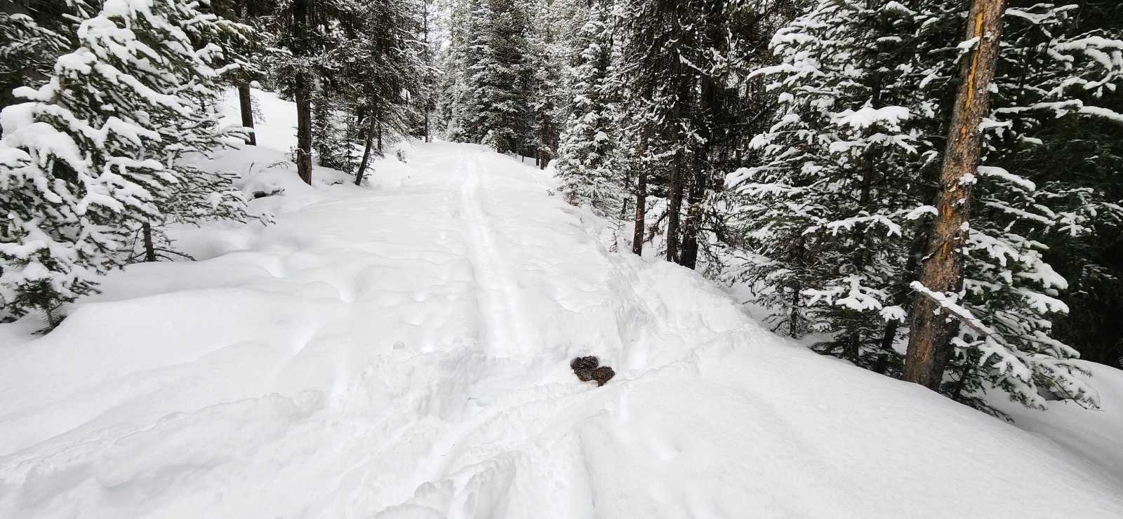 And I thought snowshoes on the ski track were bad...