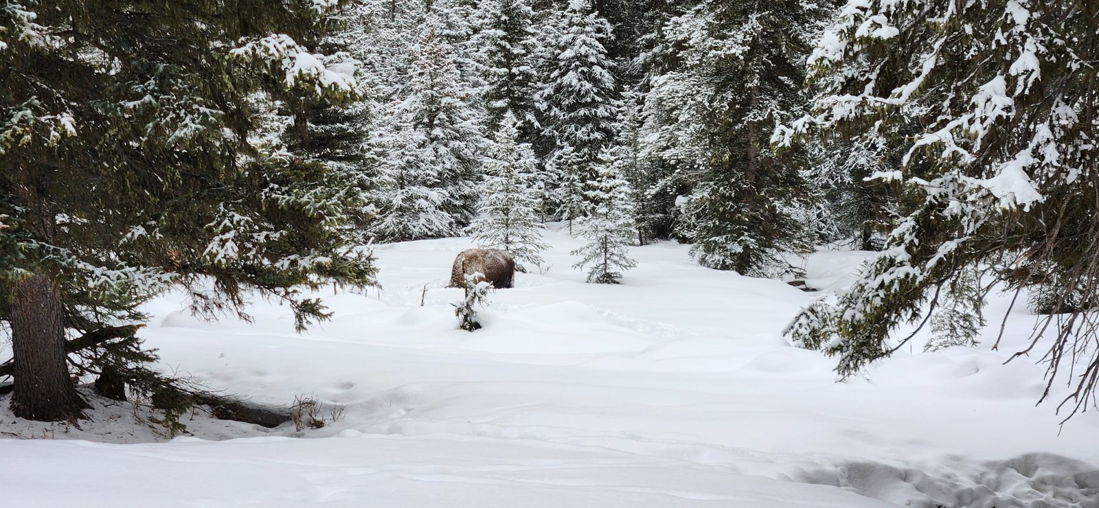 This guy had torn up the track pretty good for about a quarter mile - 
weaving back and forth across the trail. I didn't mind though.