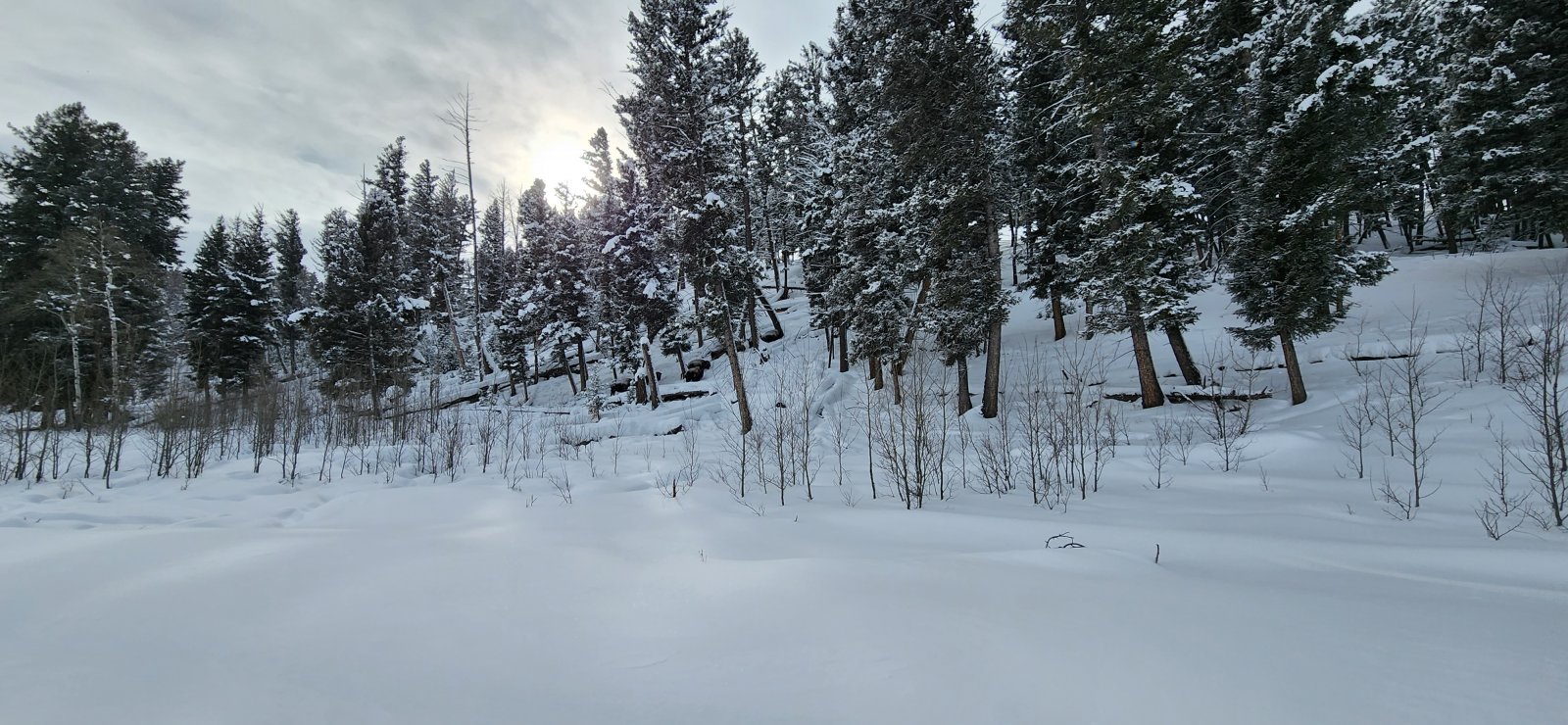Small group of bison heading up through the trees.