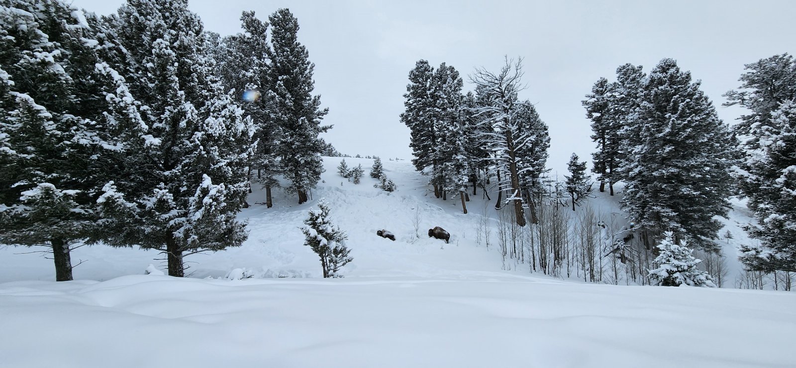 A couple more bison to keep me company.