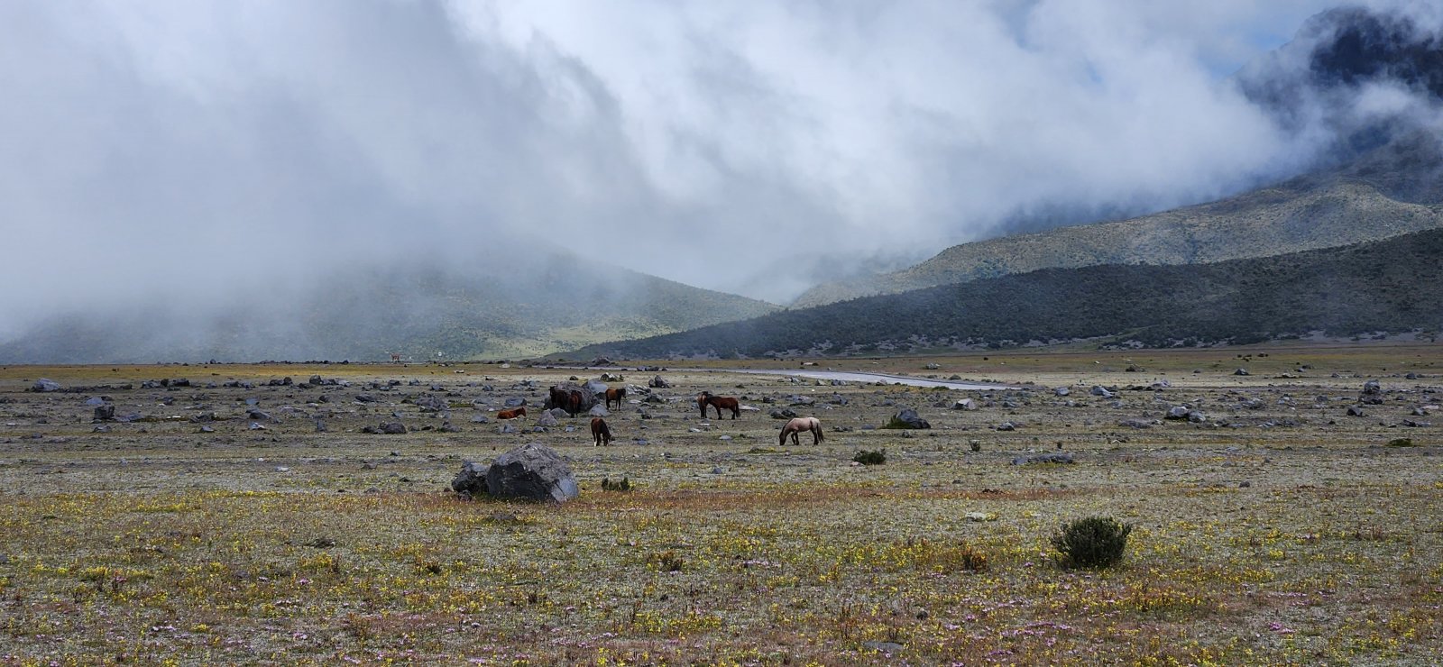 The wild (feral) horses of Cotopaxi National Park.