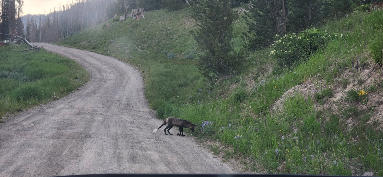 Spotted a fox snacking on a small family of rodents on my drive in. He grabbed at least three while I watched.