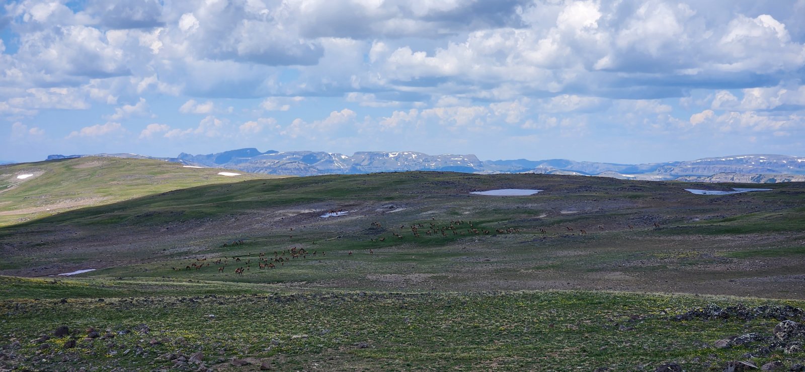 Huge herd of elk in the distance up on the plateau.