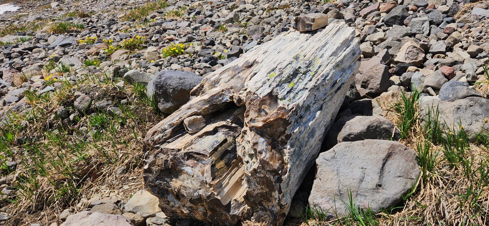 Large piece of petrified wood.