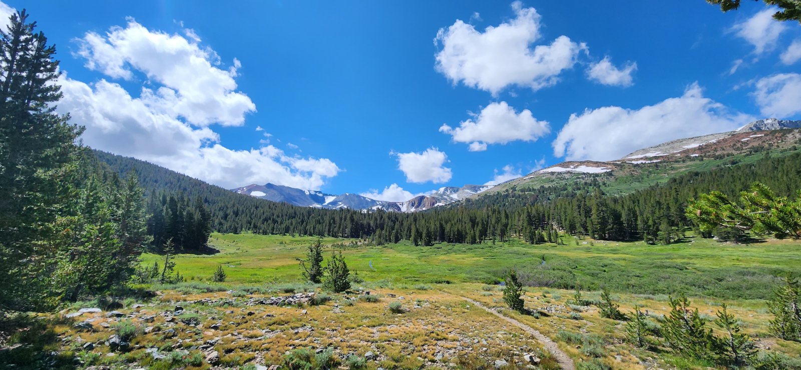 The meadows were all very vibrant green and large snowfields persisted 
above treeline. Much different than prior years and very obvious even on
 satellite imagery.