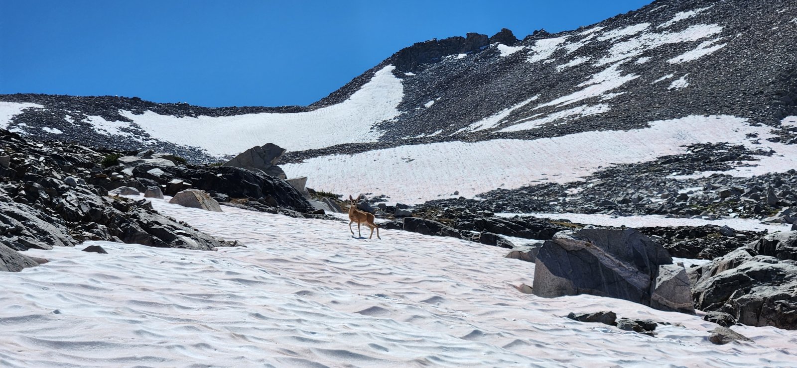 Not much food up here, buddy...