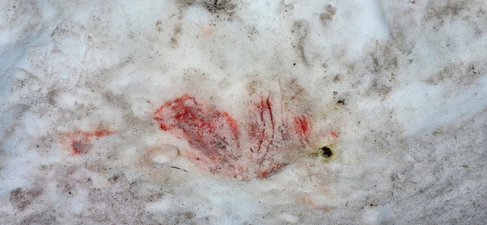 The initial impact. (Video of the attack sitehere, but a little graphic and a dying marmot so viewer discretion advised.)