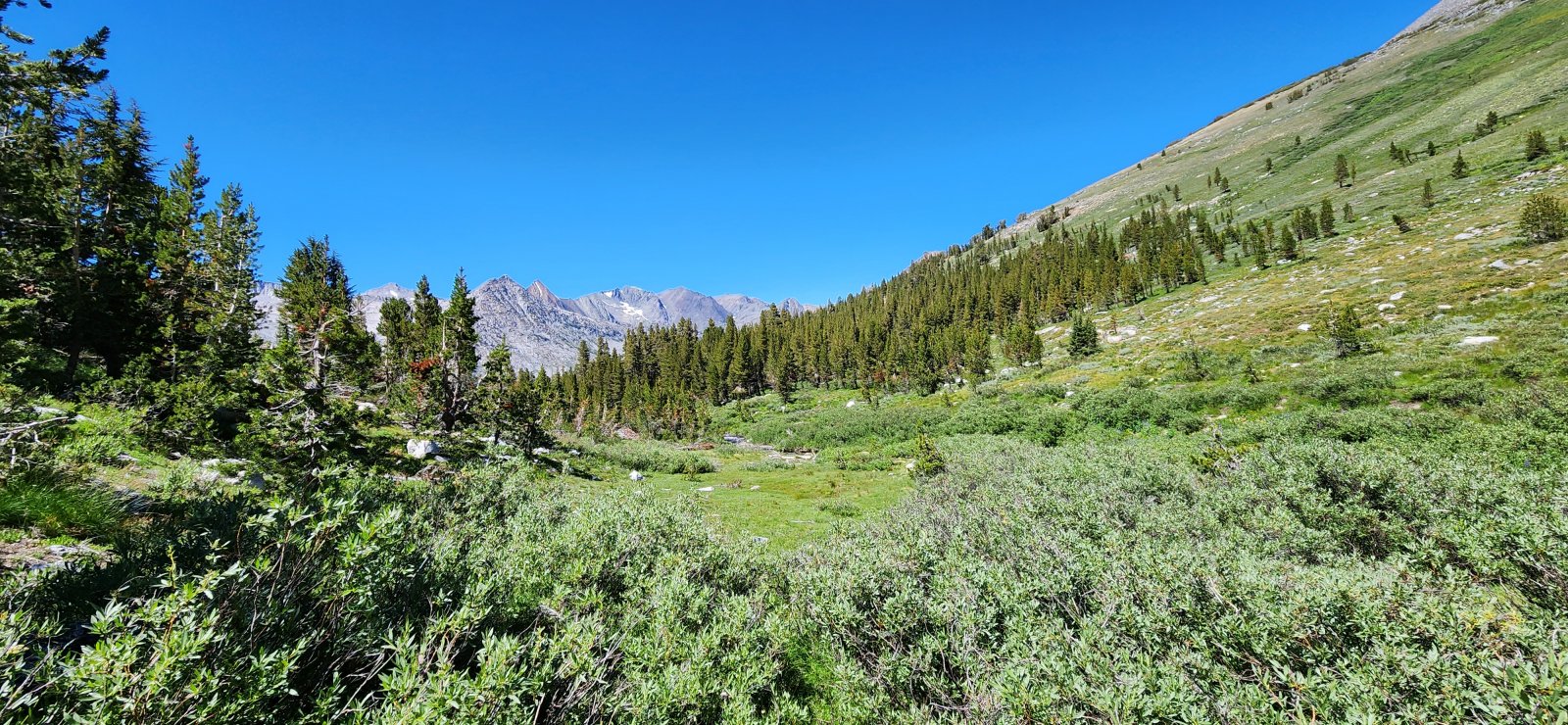 Virginia Canyon was pretty nice - I never get tired of the large trees 
in California. Some sections involved some bushwhacking, but once down 
in the trees is was very pleasant.