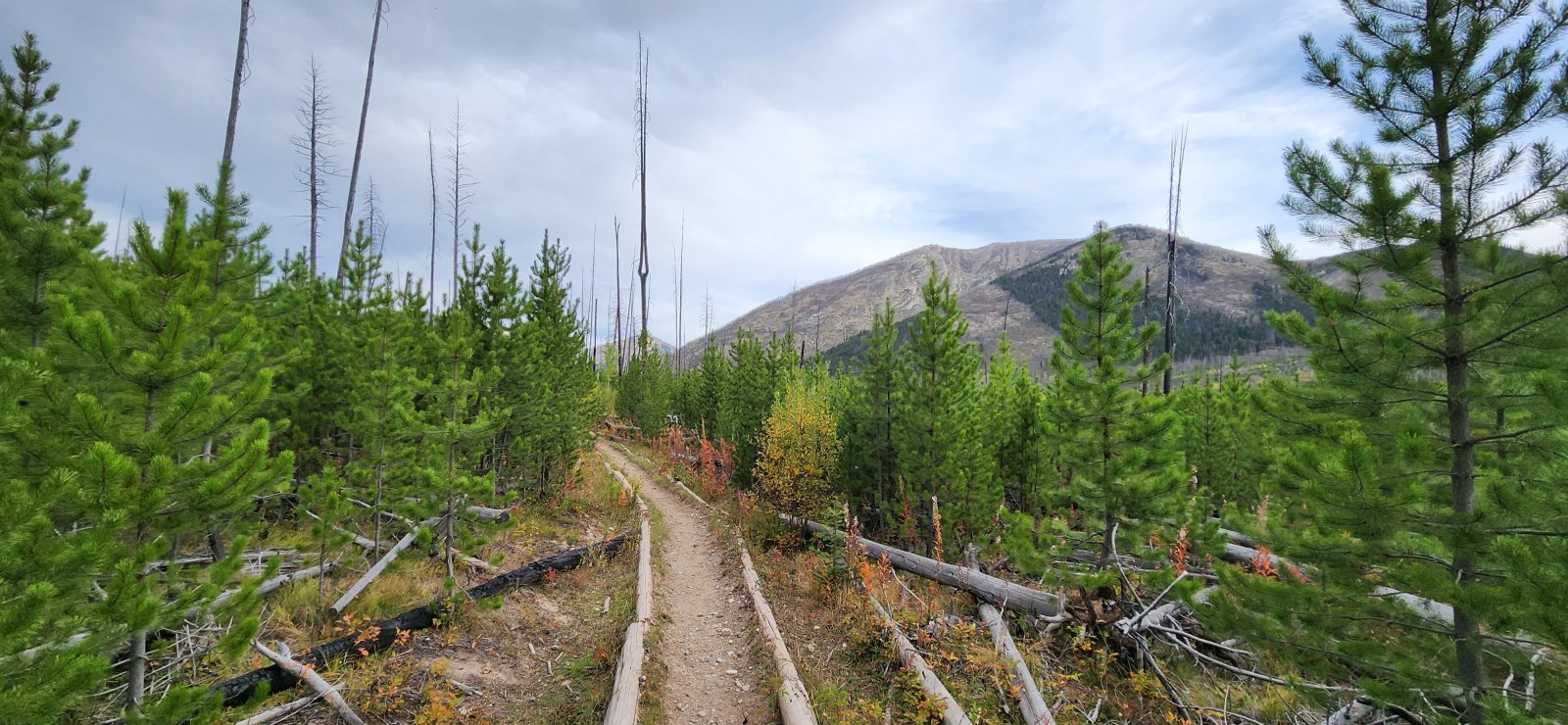 A recovering burn scar encompassed much of the route until we crossed 
the Sun River again. Was interesting to see though, since many of the 
older trips reports I looked at were from a time when there wasn't 
nearly so much new growth.