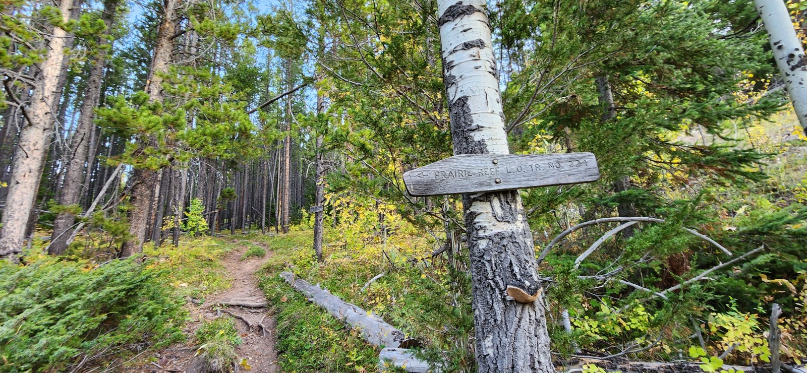 We started the day with a pretty quick 3k' up to the Prairie Reef fire 
lookout. Consistent uphill, but easy-going trail and very conservative 
switchbacks.