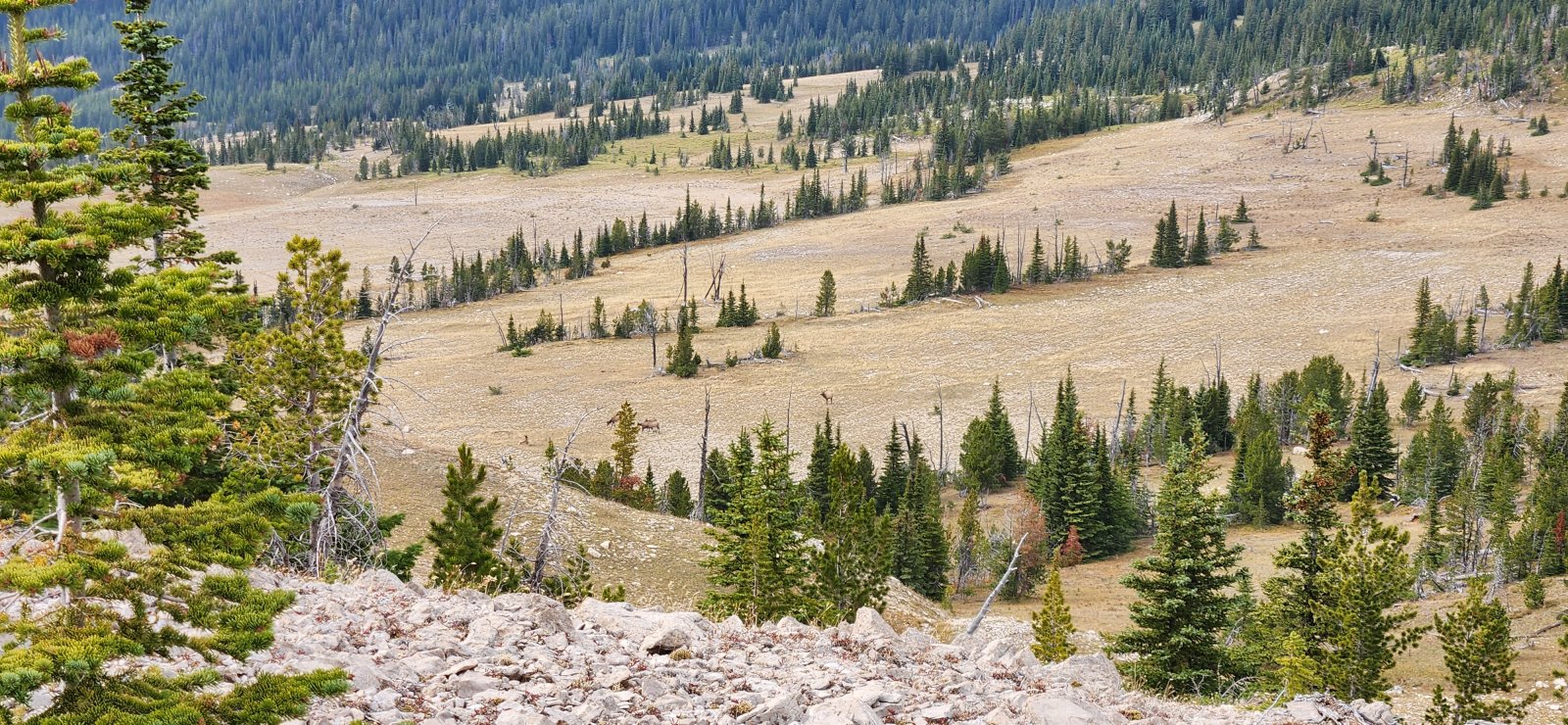 I had hoped to tag a high point near the end of the ridge (far right), 
but as it began to snow and having already climbed about 5k' on the day 
we decided to go ahead and begin our drop down to Moose Creek.