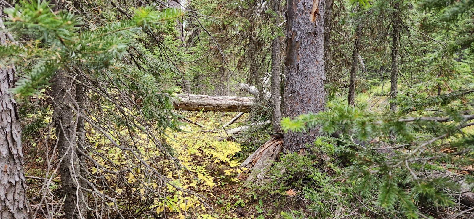 I think that's a game trail... there were a few good ones, but - once lost - they were tough to pick up again.