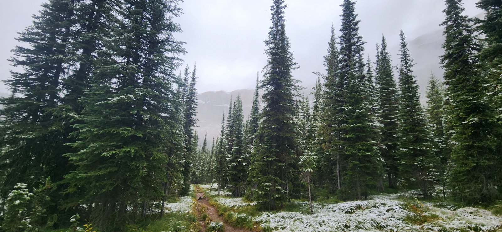 Interesting spot where the old trail was very apparent - the previous 
trail was essentially a straight line irrespective of incline. 
(Apologies to Robert Frost, but we stuck to the designated route here.)
