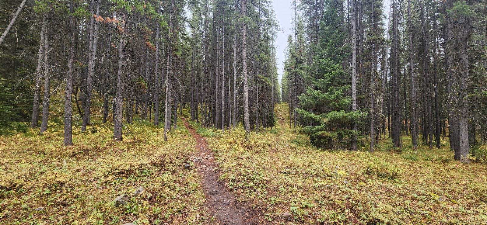 Interesting spot where the old trail was very apparent - the previous 
trail was essentially a straight line irrespective of incline. 
(Apologies to Robert Frost, but we stuck to the designated route here.)