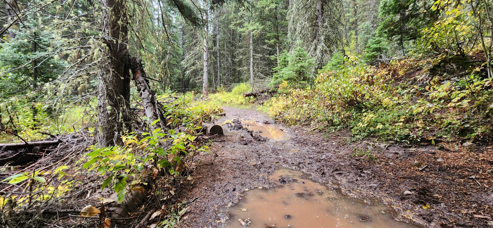 The precipitation and a few large mule trains had turned the trail into a
 bit of a slippery mess - but we were pretty much to the trailhead by 
the time it got really bad. (Thankfully.)