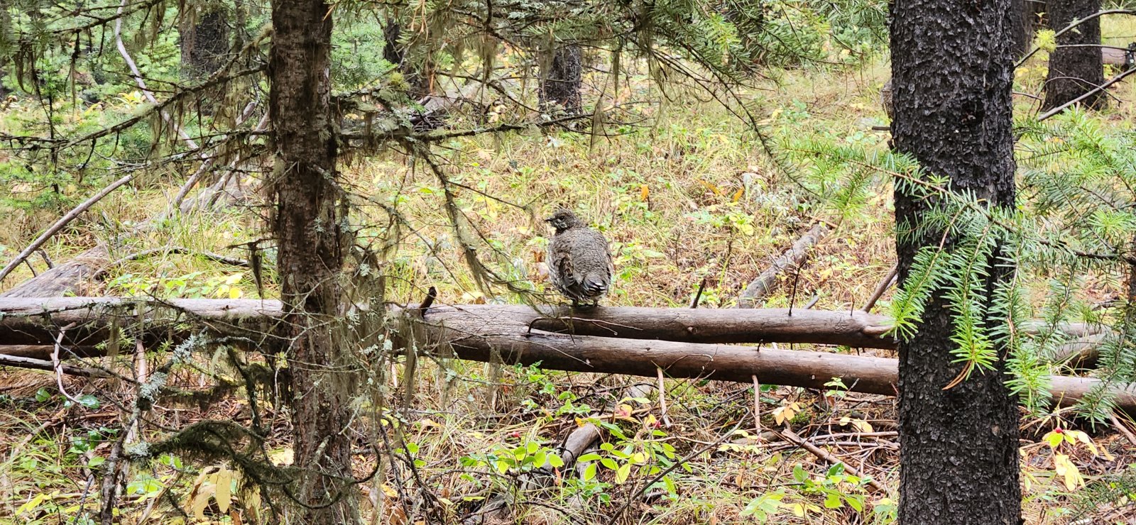This little grouse gave me a bit of a scare, then hopped a few feet away and watched me plod along