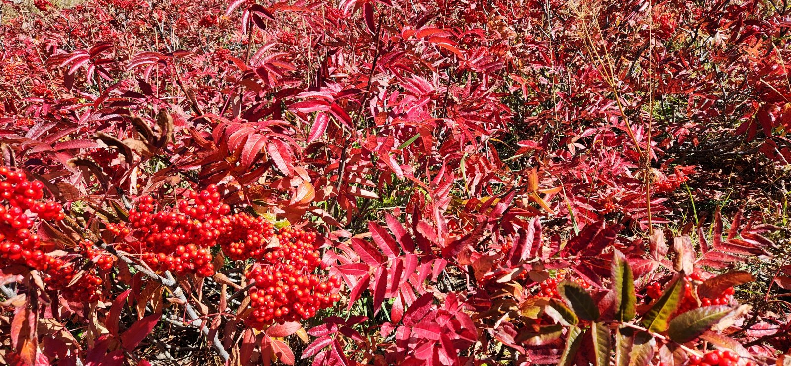 Love the bright reds on the Mountain Ash.