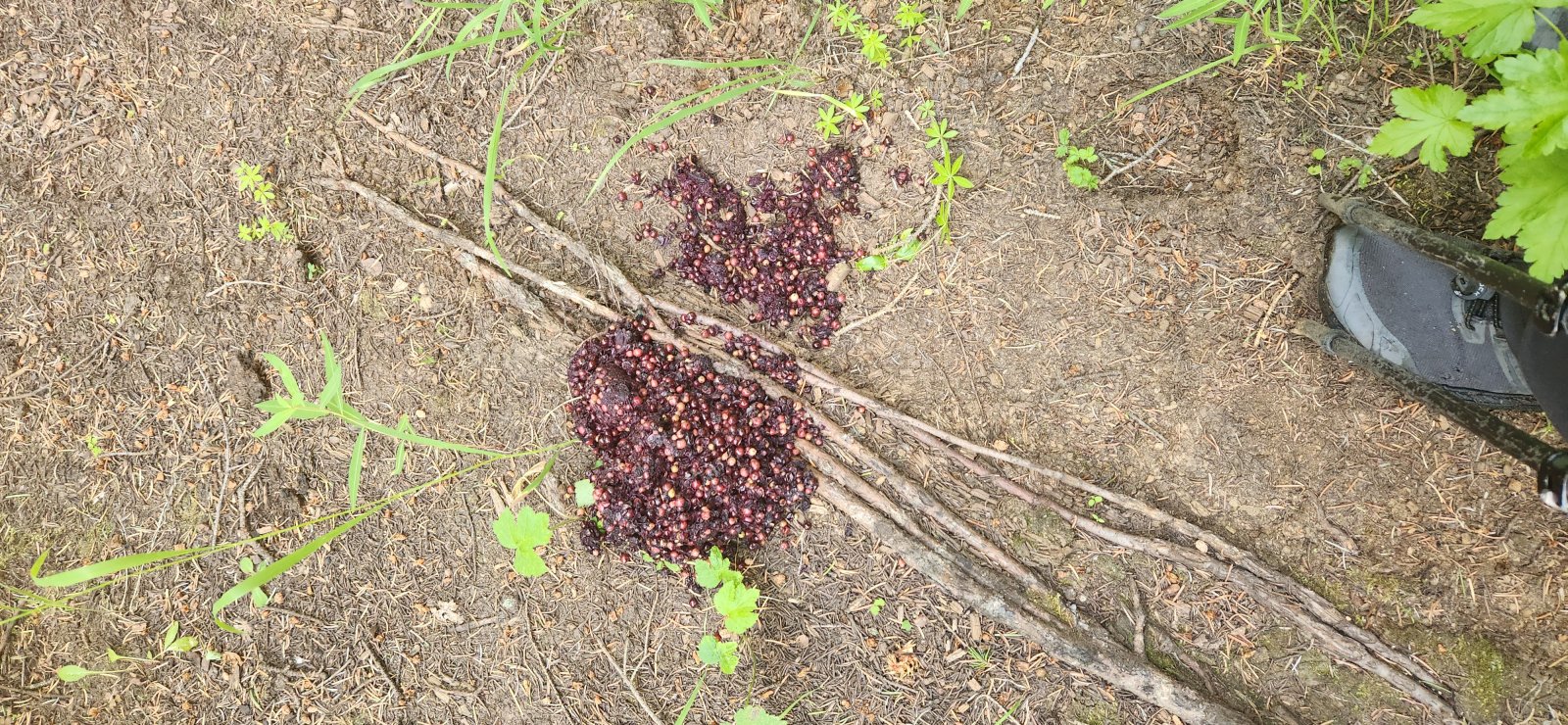 Very comforting in dense brush.Nice to know we had company, I guess - and closest thing to a wildlife encounter.