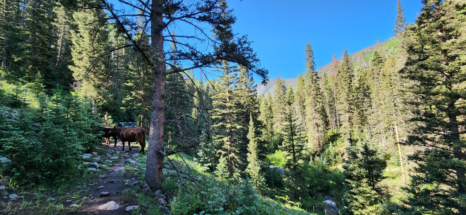 Beautiful views of the Rio Santa Barbara as we walked - along with pretty regular bovine companions for the first 6 or so miles.