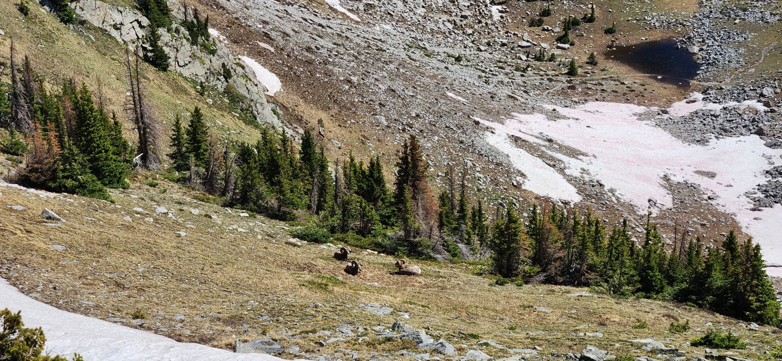 A few bighorn rams sharing the ridges with us.