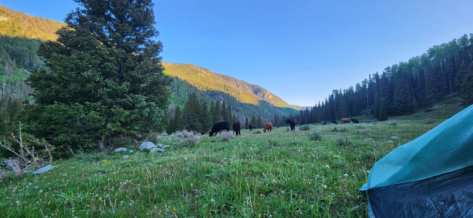 Woke up to a few of our bovine companions in the AM. They paid us little
 mind - maybe too little, as they made me a bit nervous while I packed 
up.