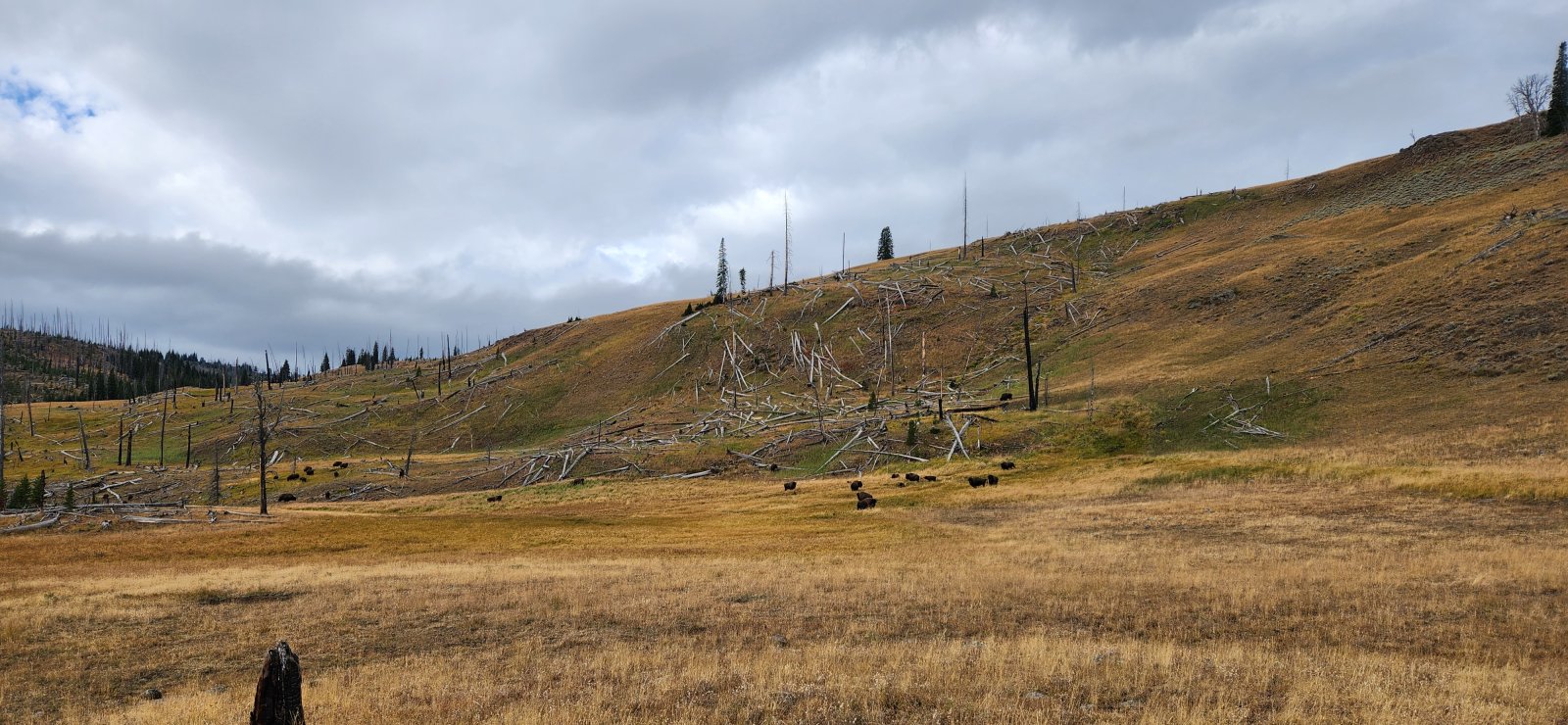 Upper Pelican Creek site - only available for a small window mid-summer.